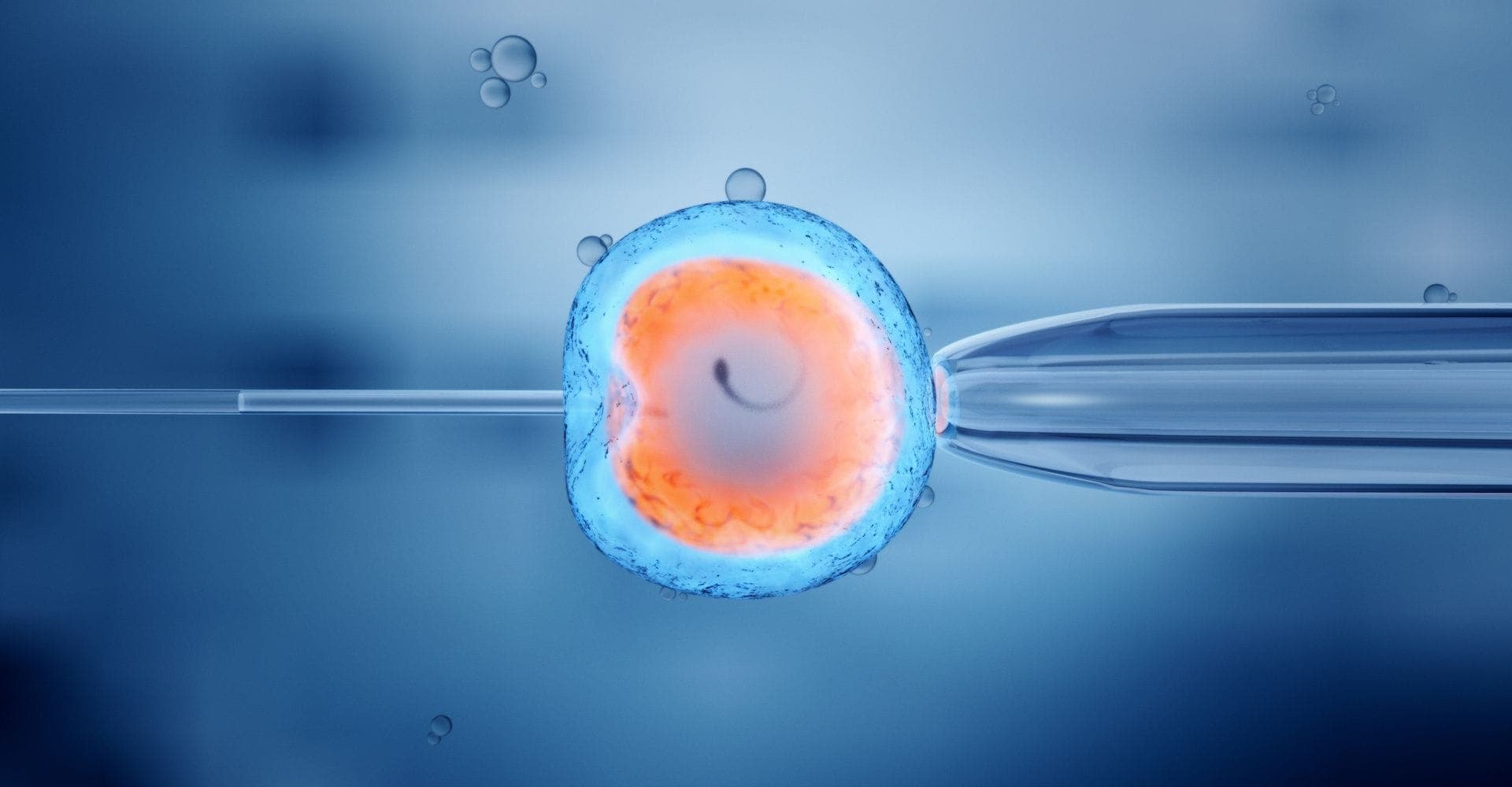 O Que É Melhor: Embrião De Dia 3 Ou De Dia 5?