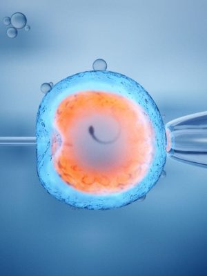 O Que É Melhor: Embrião De Dia 3 Ou De Dia 5?